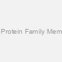 WAS/WASL Interacting Protein Family Member 1 (WIPF1) Antibody
